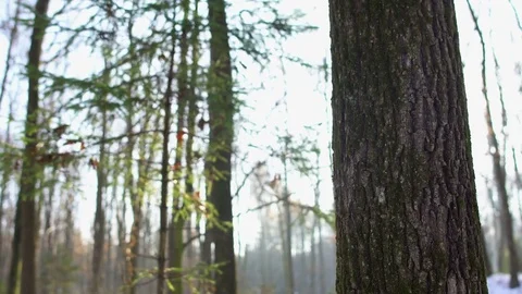 The sun is seen through the trees in a snowy forest, Dolly Stock Footage 69938262