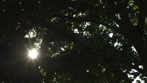 The sun is seeping through the tree branches Stock-Footage 311488818