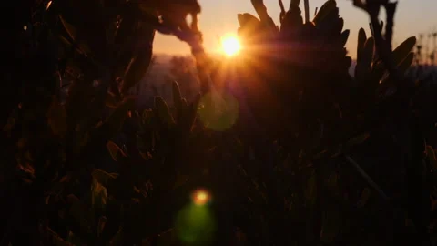 Sun set flare track through a protea tree. Stock-Footage 136342760