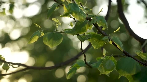 Sun set leaves 3 Stock Footage 132900501