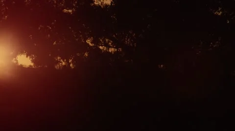 Sun Set Through African Trees - Pan Stock Footage 55660465