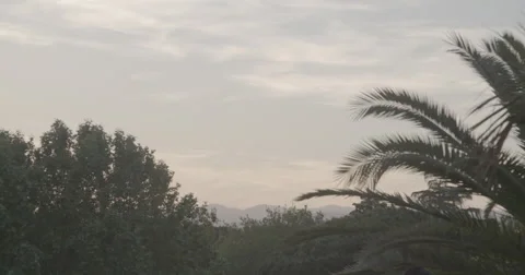 Sun set through palm Trees in Madrid, Spain - 4K Stock Footage 68527666