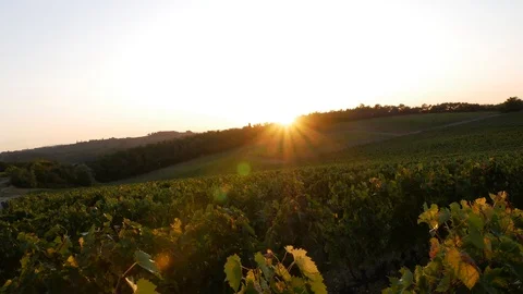 Sun set timelapse vineyard tuscany countryside Stock Footage 116465385
