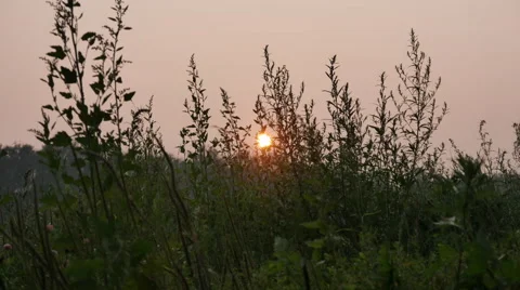 The Sun Sets in the Background of Grass Stock Footage 65430553