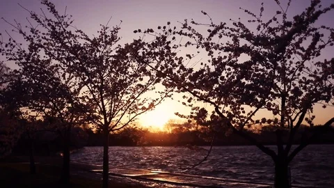 The sun sets behind the cherry blossom trees in Washington, D.C. Video stock 126737788