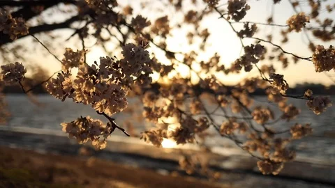 The sun sets behind the cherry blossom trees at the Tidal Basin Stock Footage 126737810