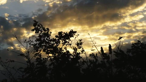 The sun sets behind a fallen tree in autumn. Stock Footage 144336935