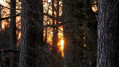 Sun sets behind a forest, seen through trees and small twigs, early spring Stock Footage 126888042