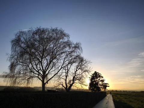 The sun sets behind a large tree - The way home along the dirt road Stock Photos
