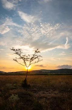 The sun sets behind a lonely tree in the landscape of Transylvania Stock Photos