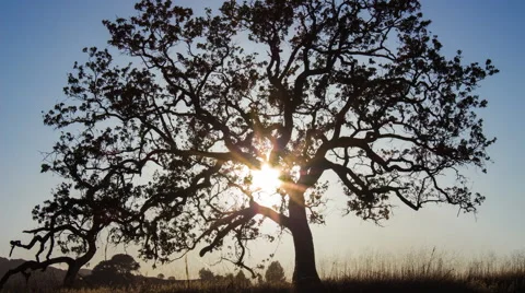Sun Sets behind Oak Tree Vídeo Stock 52932100