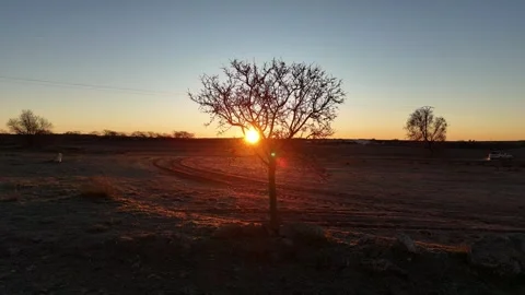 The sun sets behind the silhouette of an isolated tree in the countryside whi Stock Footage 261383828
