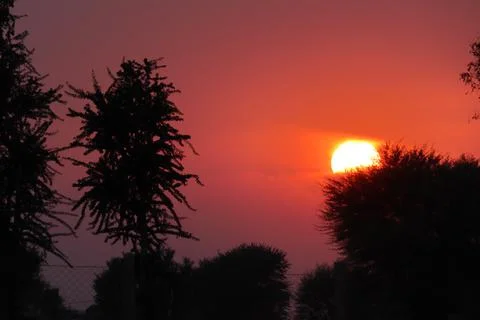 The sun sets behind the silhouette tree in the evening Stock Photos