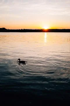 Sun sets behind trees as a duck floats on the water Stock Photos