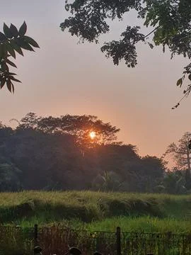 The sun sets behind the trees on the shady hill Stock Photos