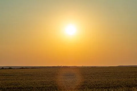 The sun sets behind wheat fields and hills, painting the sky gold. 스톡 사진