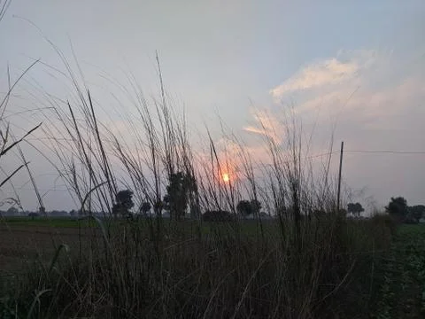 The sun sets behind the wild crops, in Fatehabad City , Haryana Stock Photos