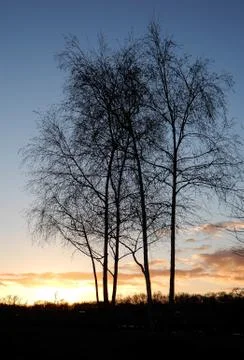 The sun sets behnd some winter trees Stock Photos