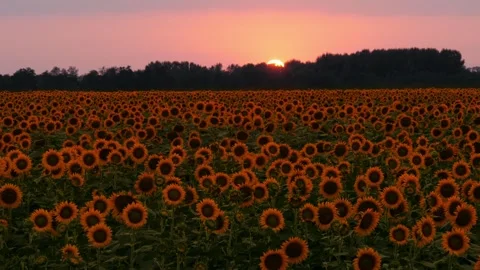 Sun Sets below the Horizon in a Colorful Sky with Clouds in a Field of Sunflower Video stock 248590962