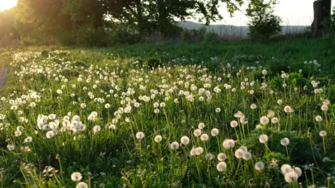 The sun sets on a field of dandelions Stock Footage 135429372