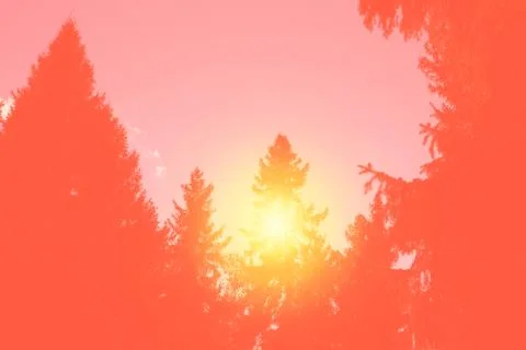 The sun sets in the forest among the huge fir trees kontrazhur copy space Foto stock