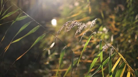 As the sun sets, the grass and reeds on the lake sway in the wind. Stock Footage 328397726