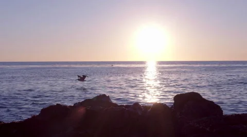 Sun Sets Over The Ocean, A Pelican Flies Right To Left Over The Rocky Shoreline Stock Footage 47260389