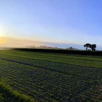 The sun sets over a peanut plantation that has just grown with small leaves.. Stock Photos