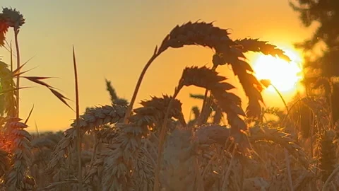 Sun sets over wheat stalks Stock Footage 205533020