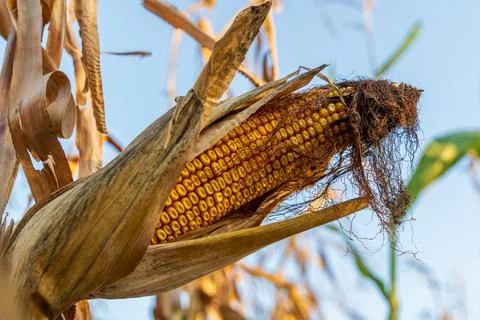 As the sun sets, warm light creates a golden glow over the cornfield Stock Photos