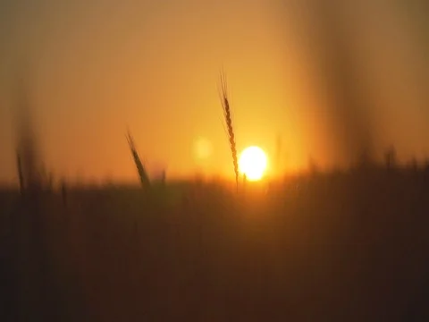 Sun sets in a wheat field Stock Footage 77272662
