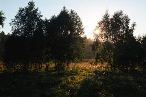 The sun is setting behind the birch trees growing on the hill Stock Photos