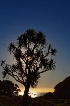 Sun setting behind a cabbage tree, west coast, New Zealand Stock-Fotos