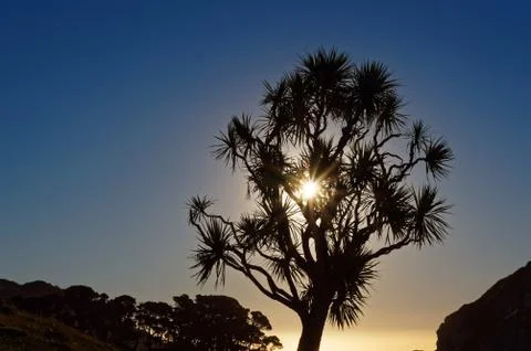 Sun setting behind a cabbage tree, west coast, New Zealand Stock Photos