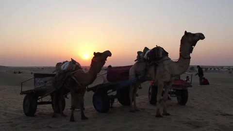 Sun Setting Behind Camels In The Thar Desert In India Stock Footage 159158023