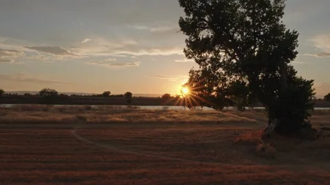 Sun Setting Behind a Cottonwood Tree on the Sacramento Deep Water Channel Stock Footage 316170141