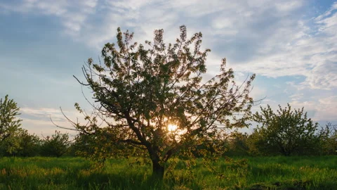 Sun setting behind flowering cherry tree in spring with clouds passing timelapse Stock Footage 153906269