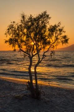 The sun setting behind a lone tree and mountains on a white sandy beach Stock Photos