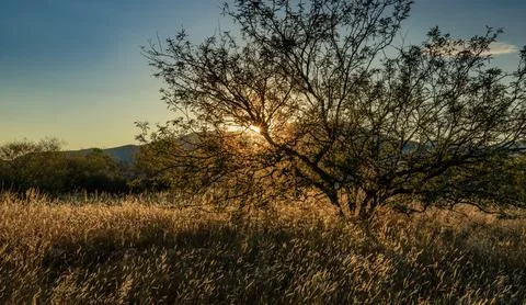 Sun setting behind a Mesquite Bush Stock Photos