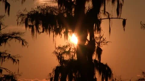 Sun setting behind mossy tree Видео 22158957