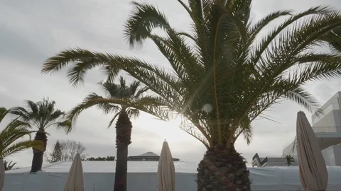 Sun setting behind palm tree Stock Footage 106499267