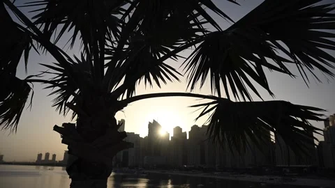 The sun is setting behind a palm tree in UAE, creating a striking silhouette Stock Footage 276483578