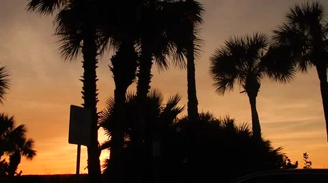 Sun setting behind palm trees Vídeos de archivo 45520079