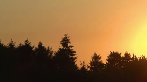 Sun Setting Behind Silhouette Tree Tops In Summer Stock Footage 67201906