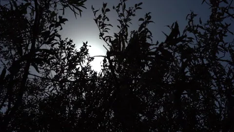 Sun Setting Behind Silhouetted Trees Stock Footage 318839766