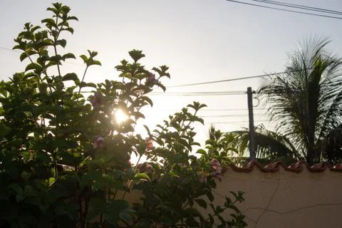 Sun setting behind a small plant next to a house wall and electrical wires Stock-Fotos