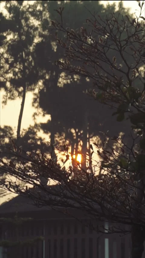 The sun is setting behind some trees Stock Footage 341683046