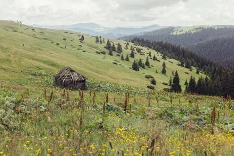 Sun setting behind spruce trees on a lush green slop Stock Photos