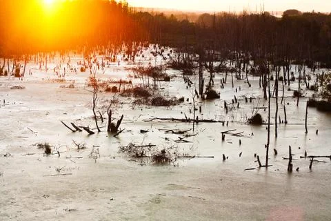 Sun setting behind a swamp Stock Photos