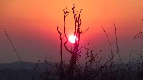 Sun Setting Behind Tree Branch Video stock 254806174